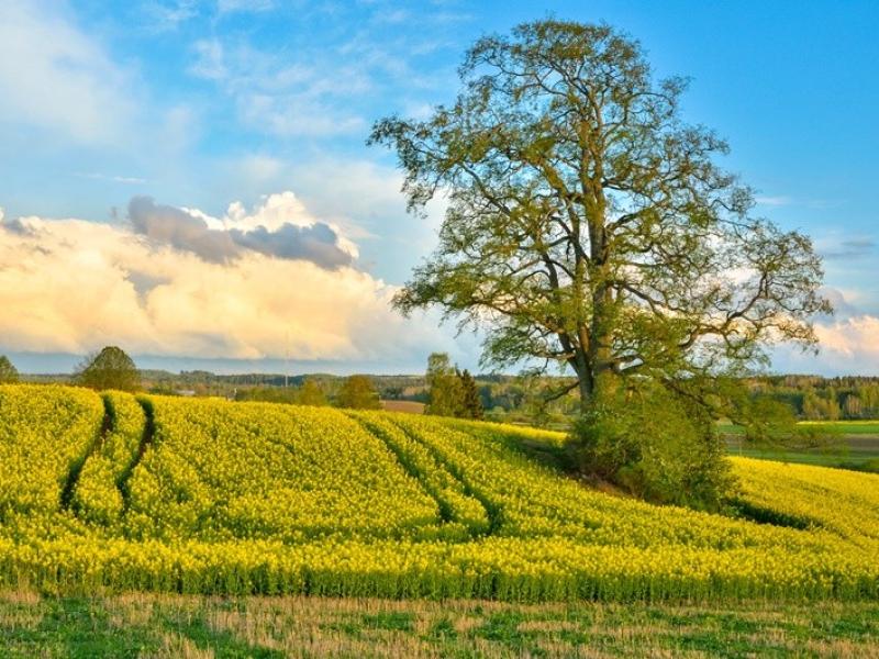 Preparēs Latvijas vērtības 